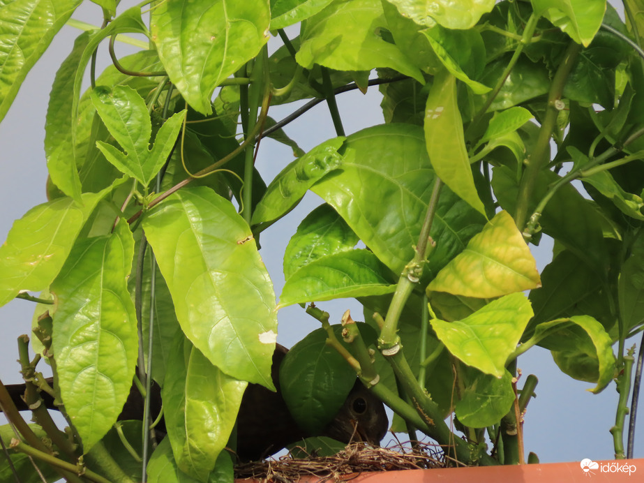 Fiókákat etető rigó egy erkélyládában