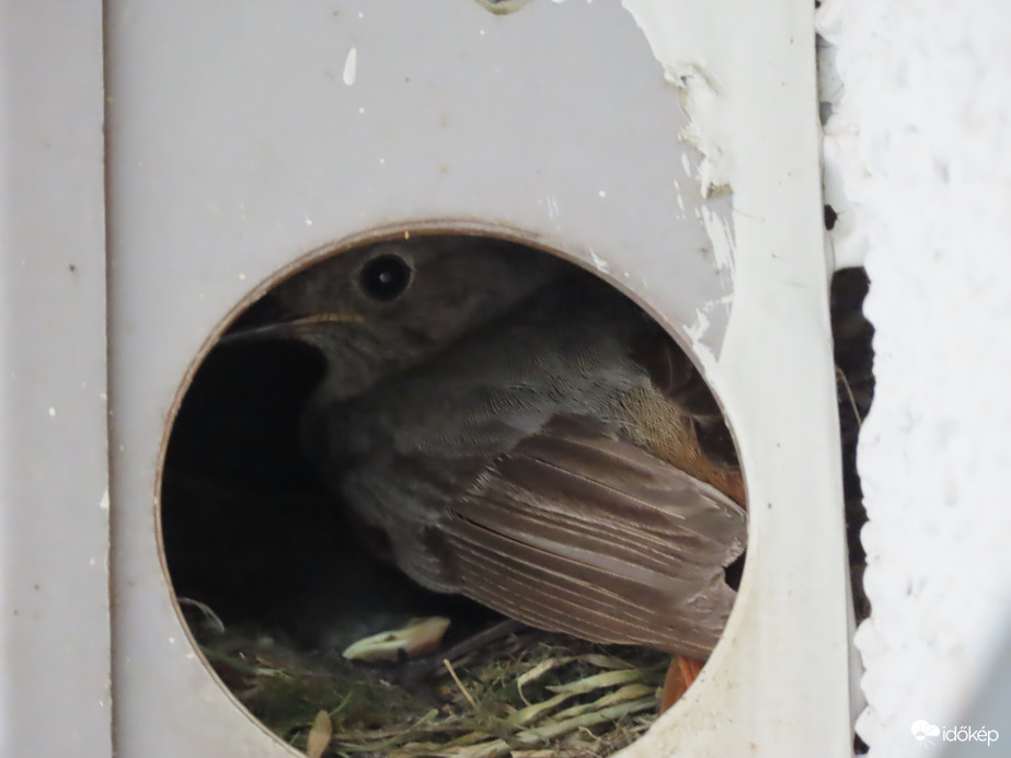 Különös fészkelőhelyet talált a Házi rozsdafarkú