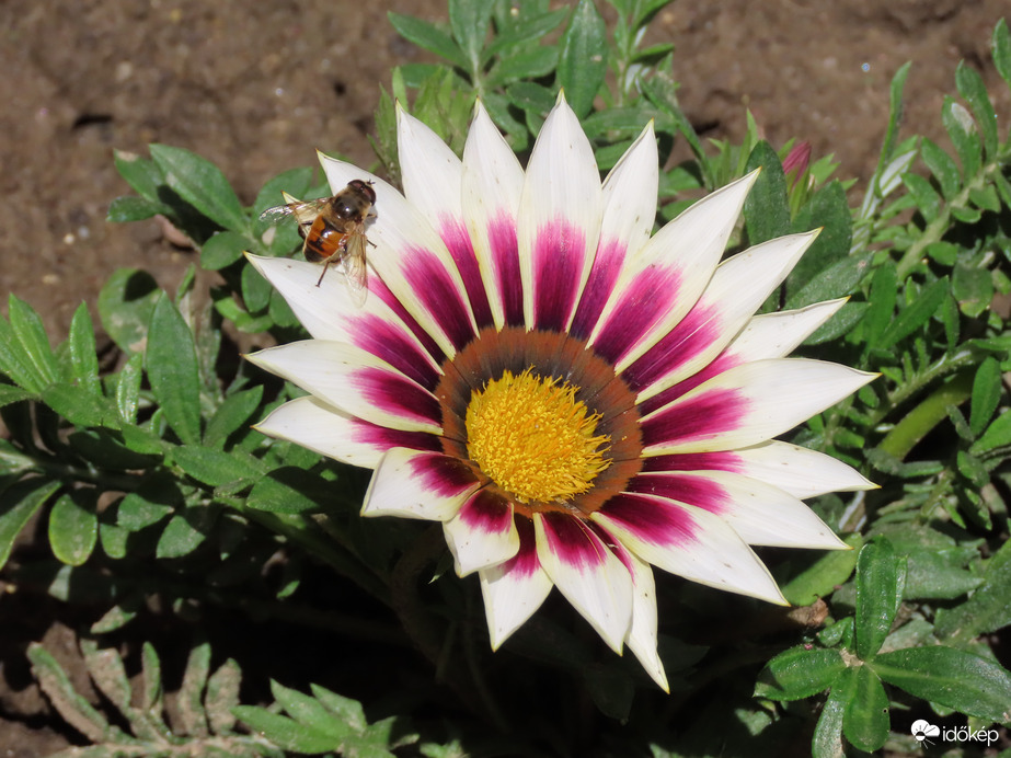 Záporvirág hereléggyel