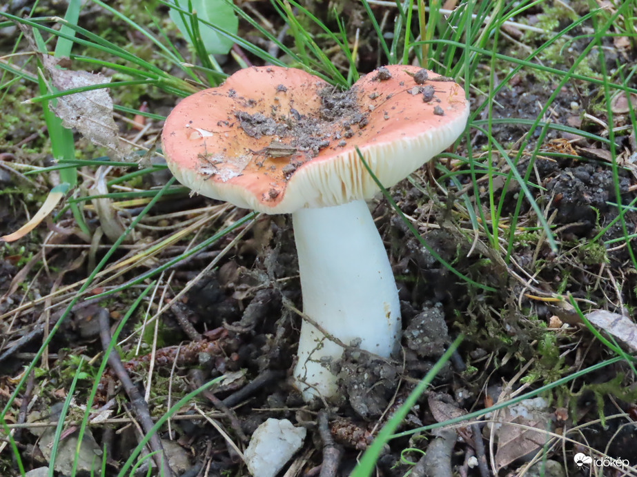 Gomba a fű között