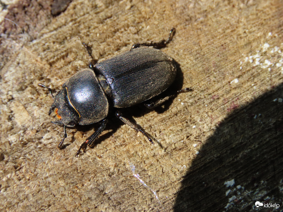 Kis szarvasbogár