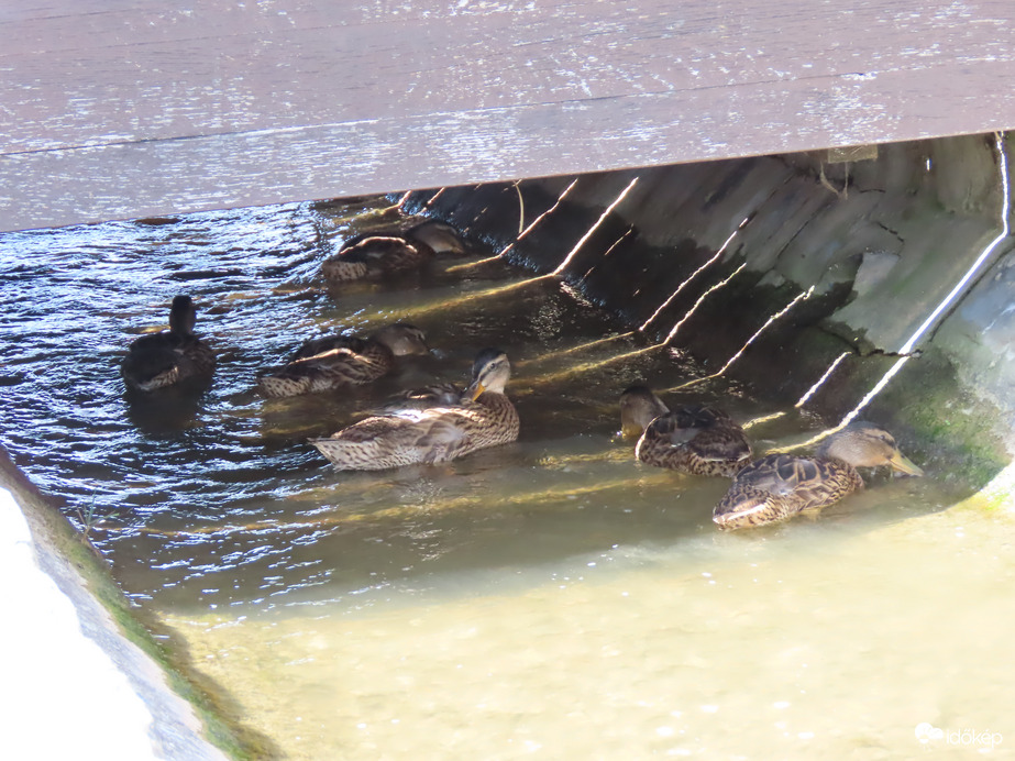 Másik récecsalád a tavak közti átfolyóban