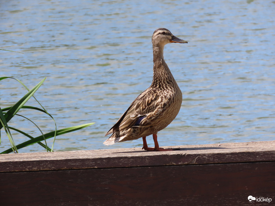 Innen szemmel tartom az ifjúságot