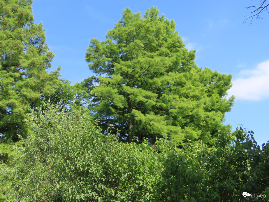 Égbe nyúló Mocsárciprusok