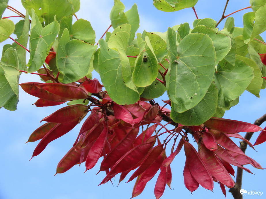 Júdásfa a Sportligetben