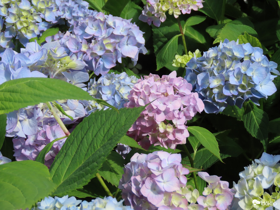 Hortenzia a Sportligetben