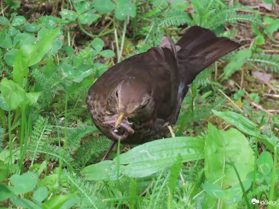 Még gyűjtök hozzá