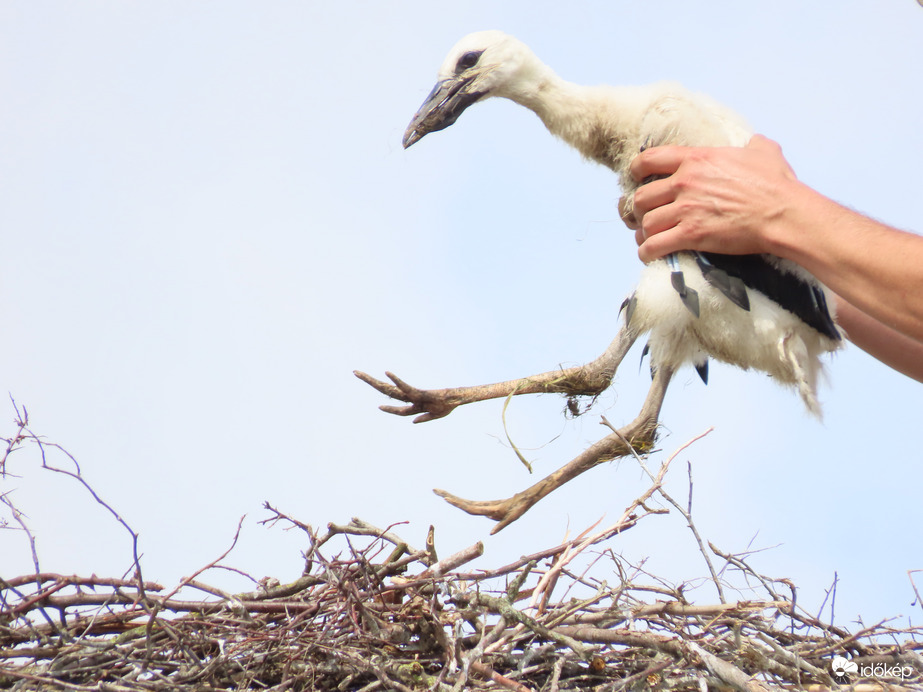 Kiemelés a fészekből