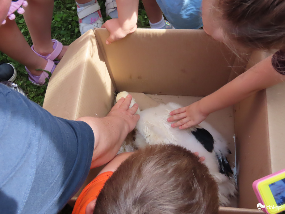 Megsimogathatták a gyerekek