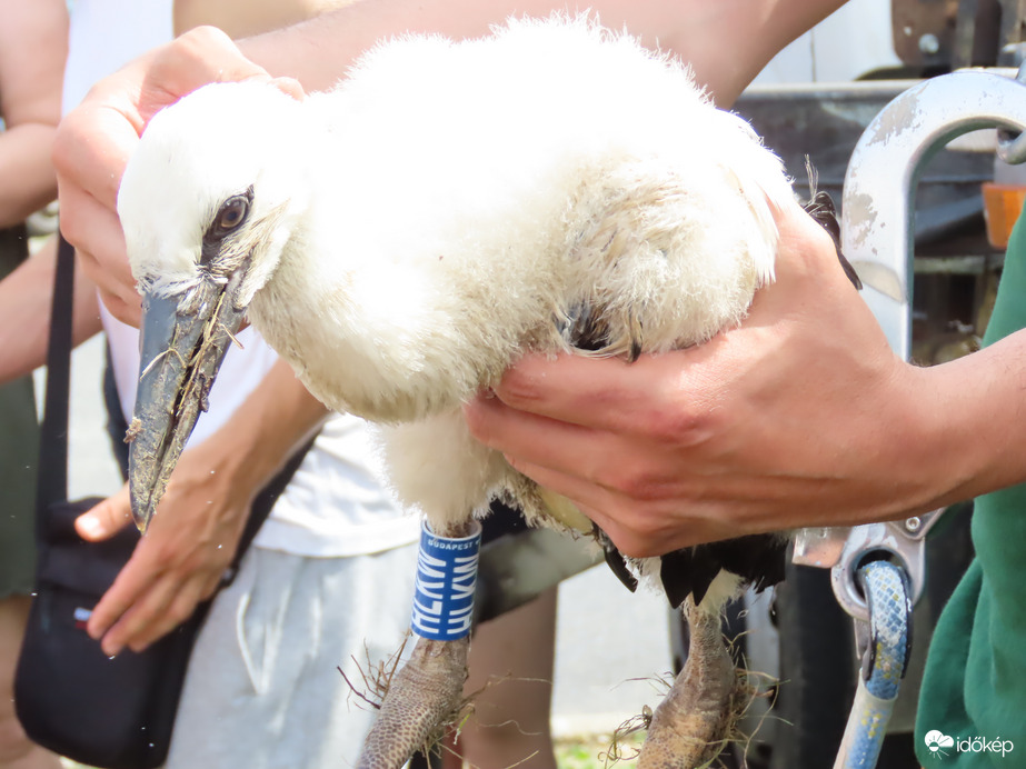 Gyűrűvel a lábán