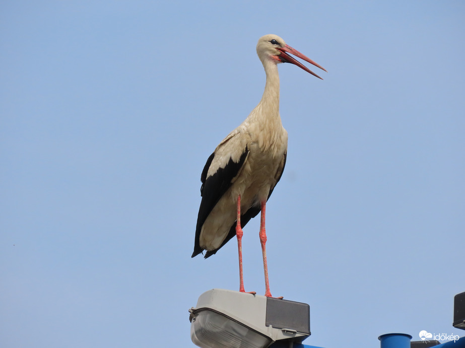 A szülő a közeli lámpaoszlopról figyelt