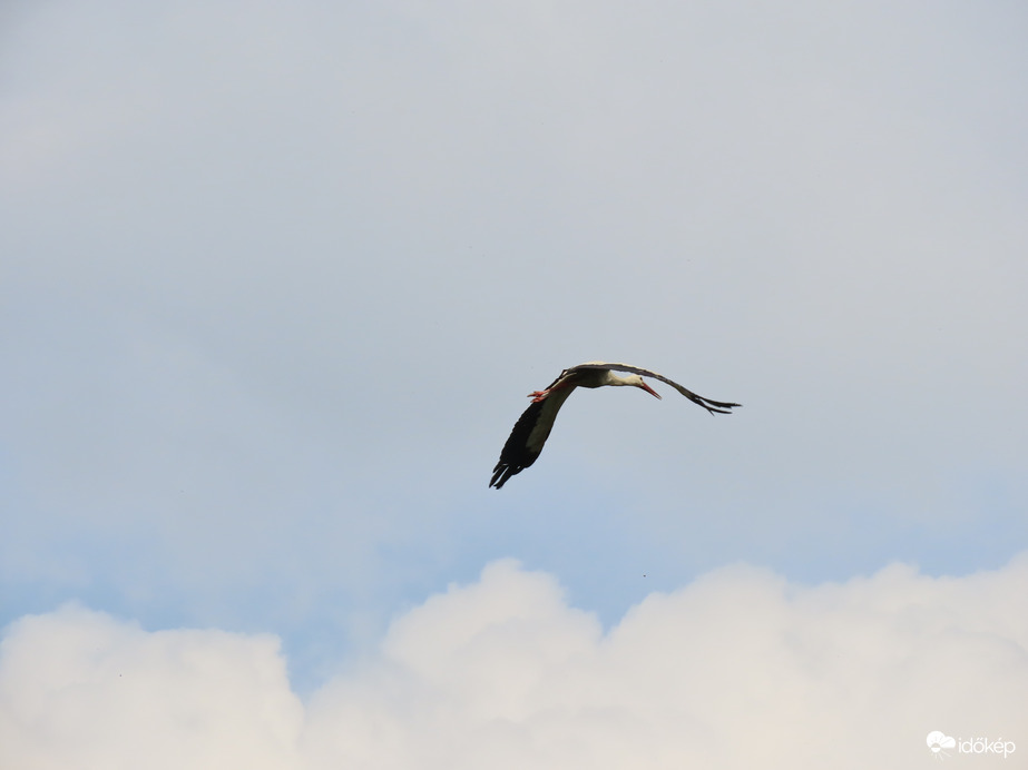 A szülő sokáig körözött a fészek felett