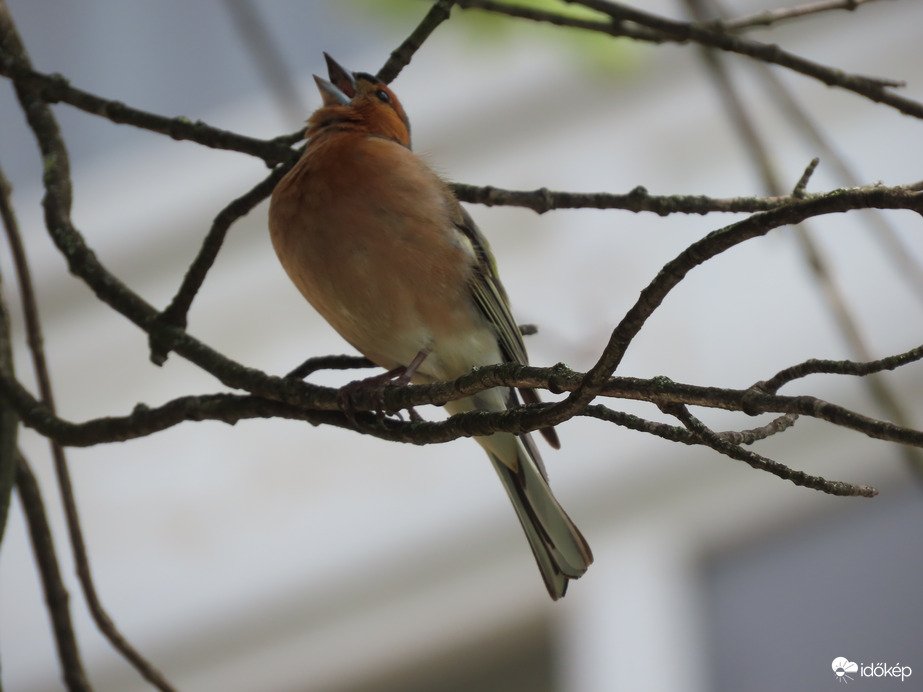Szép időben jó énekelni!