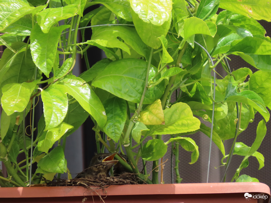 Nagyot nőttek a rigófiókák az erkélyládában