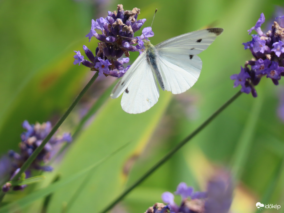 Répalepke a levendulán