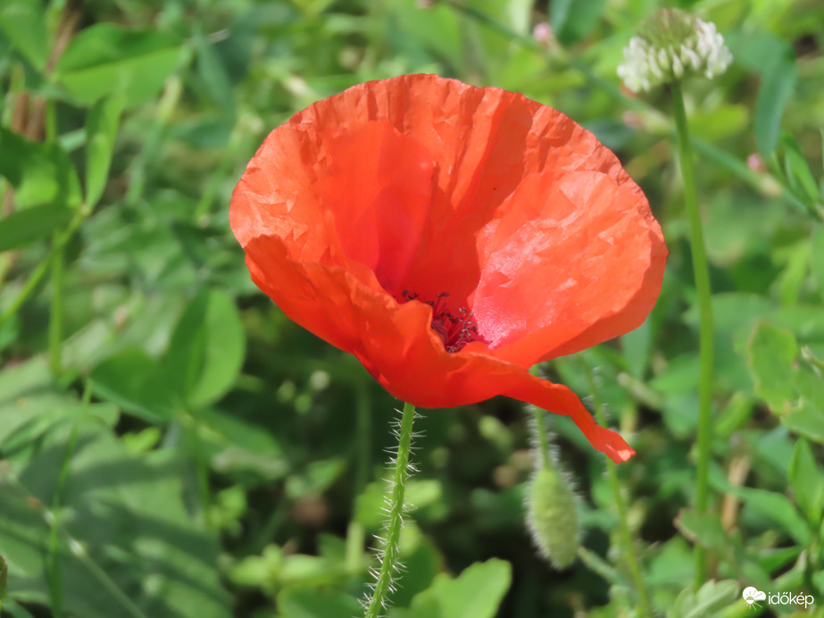 Pipacs az útszélen