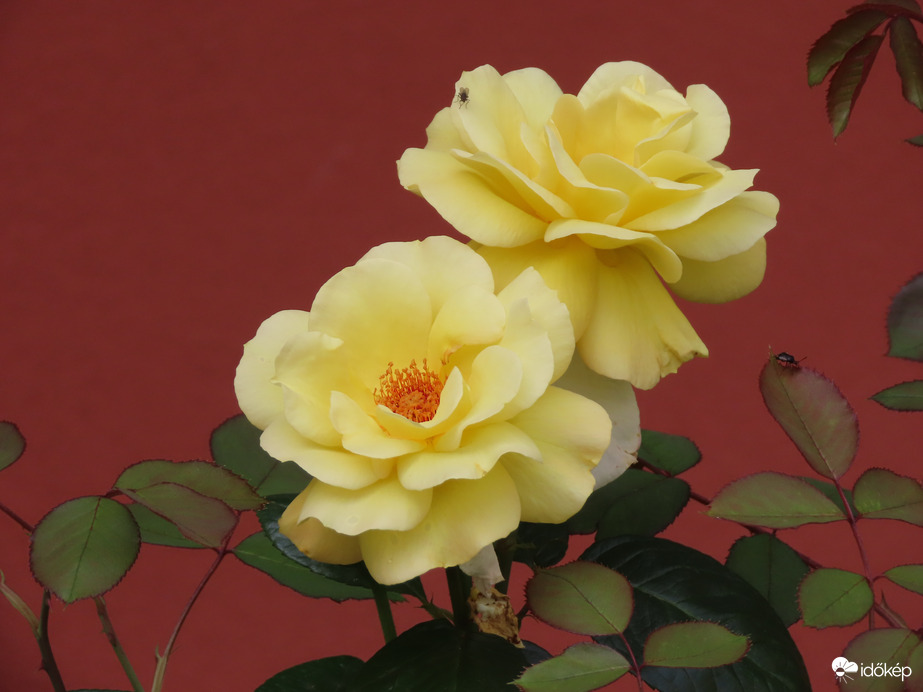 Nyílik a sárga rózsa