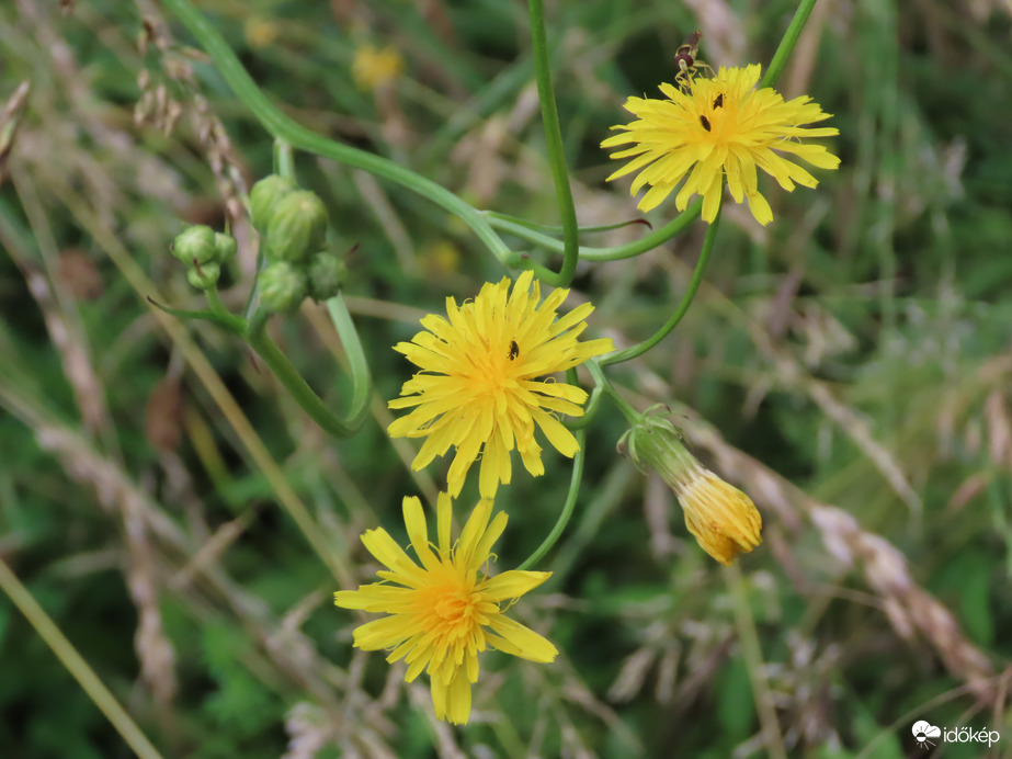 Mi vagyok? Talán Csorbóka?