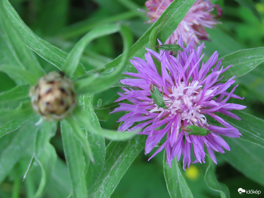 Réti imola Zöld mezeipoloskákkal