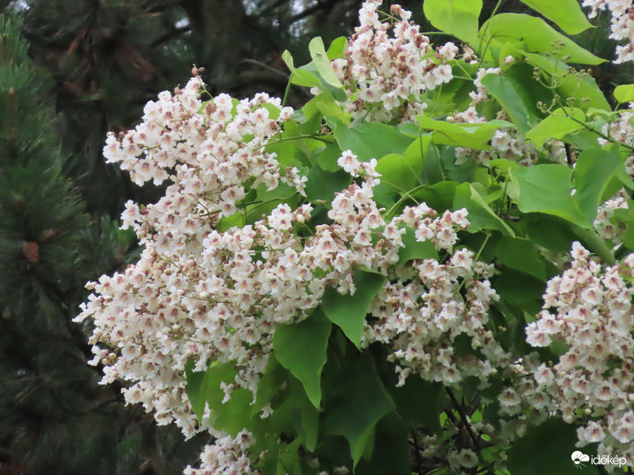 Virágba borult a Szivarfa