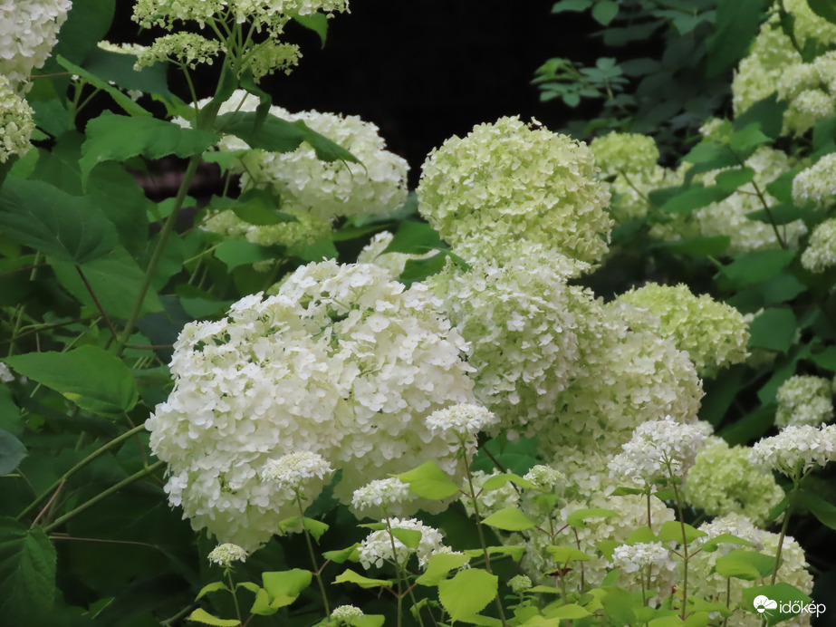 Hortenzia fehérben