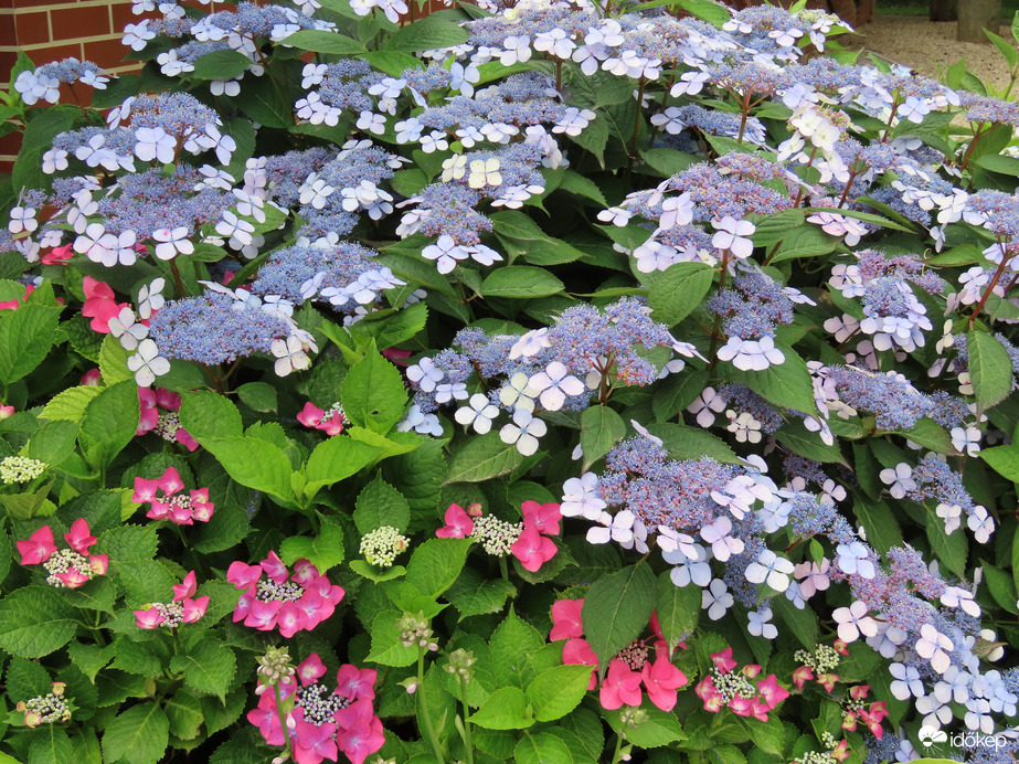 Kerti hortenzia