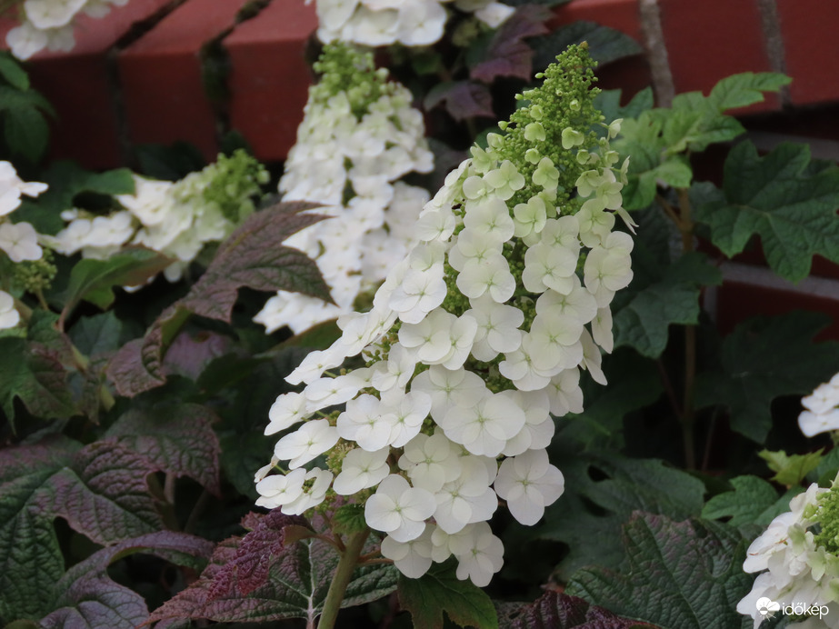 Tölgylevelű hortenzia