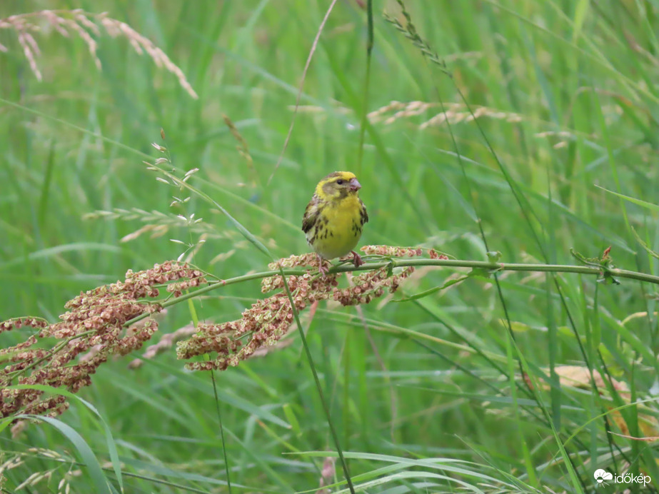Csicsörke a Vadsóskán