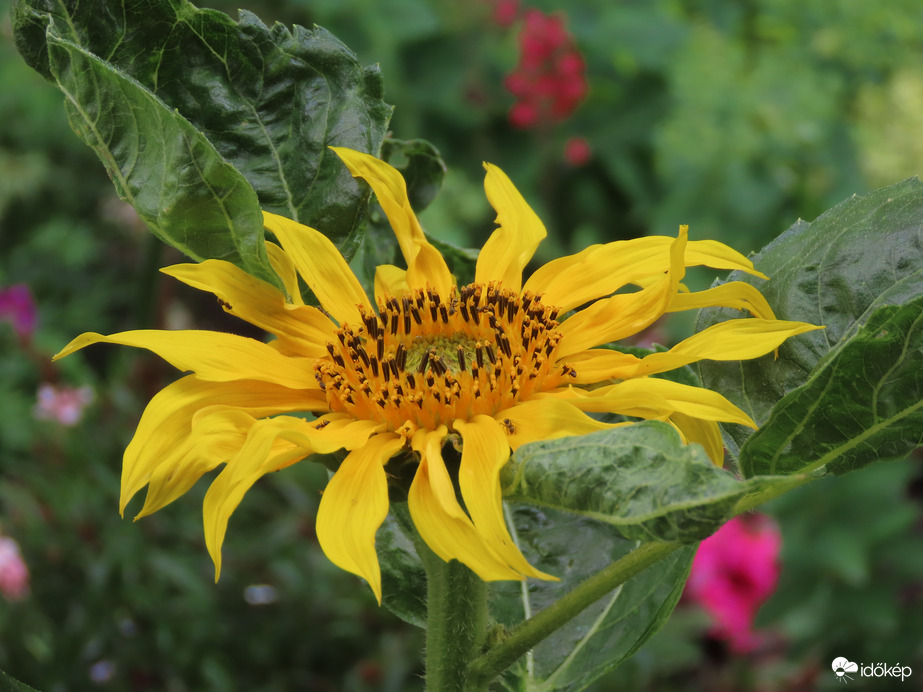 Napraforgó a virágoskertben