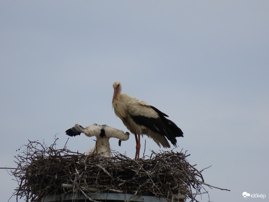 Én is megpróbálom!