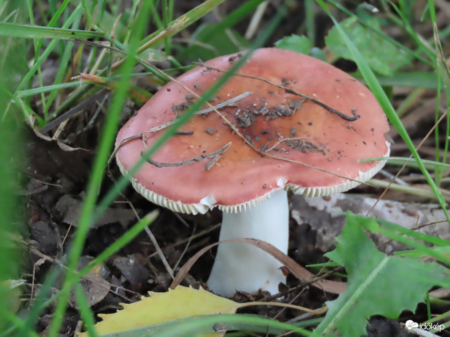Gombák: vörös kalapú