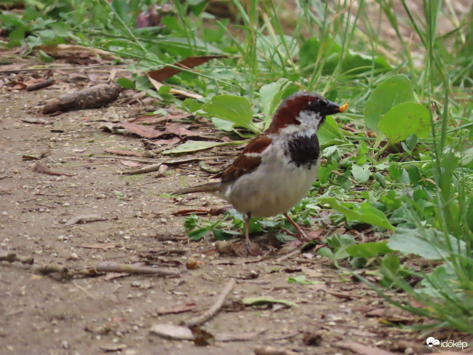 Elcsentem a horgásztól