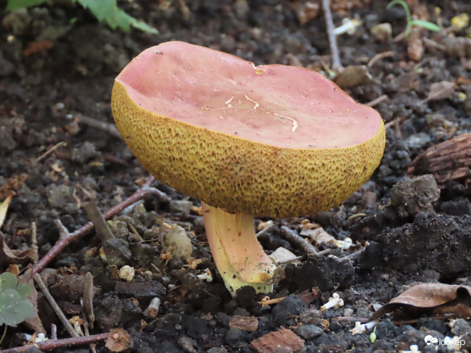 Gombák: sárga szegélyű