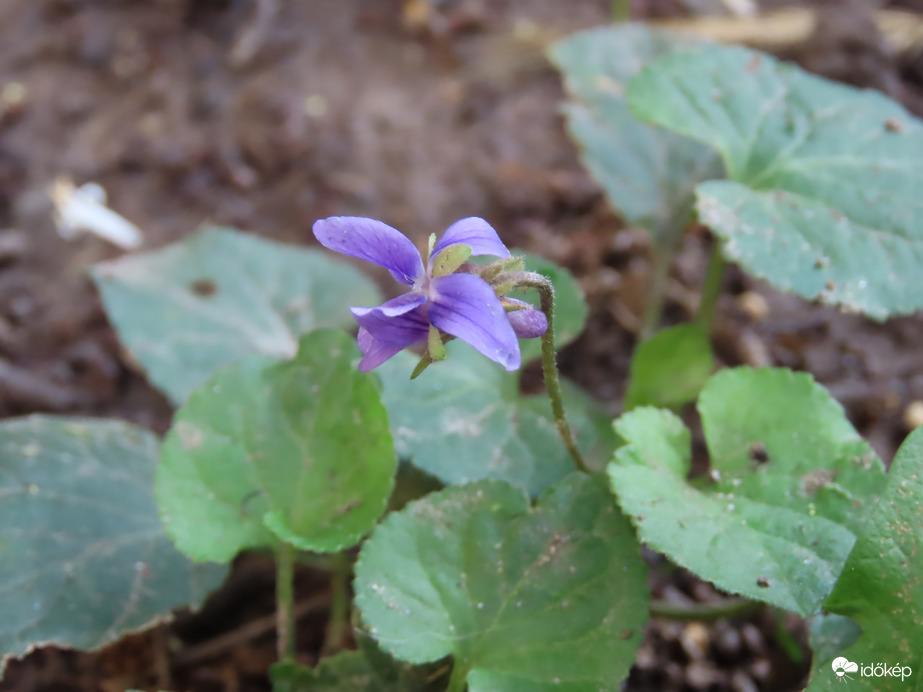 Ibolyát találtam