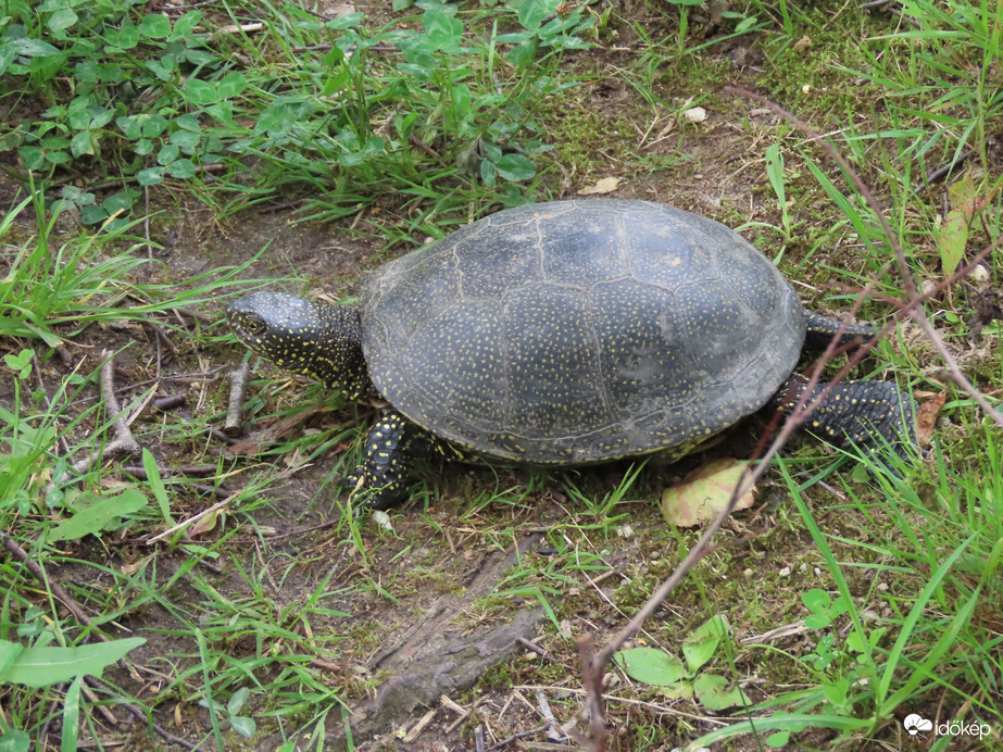 Sietek a Horgásztóba