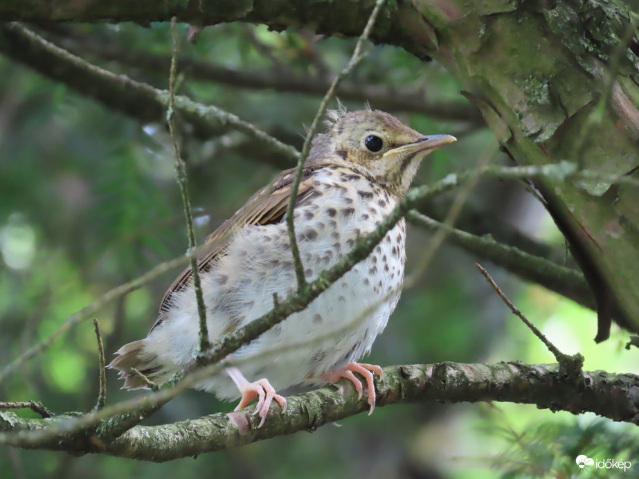 Énekes rigó fióka a faágon