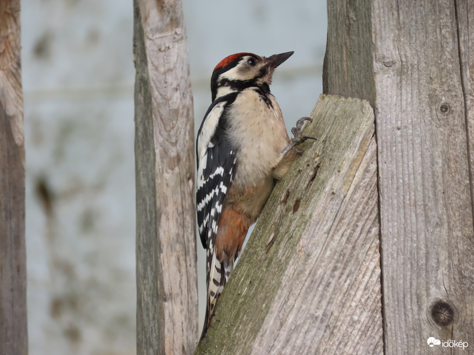 Ezt most megvizsgálom!