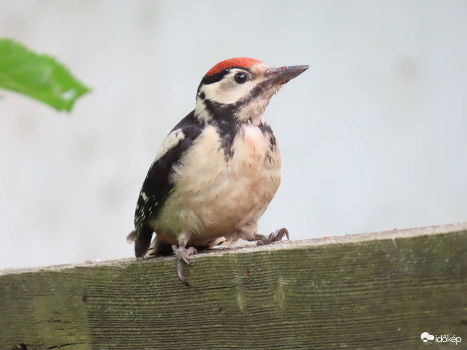 Ne csak a hátamat fotózd!