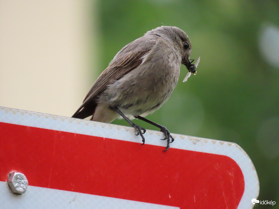 Viszem az éhes "gyerekeknek"