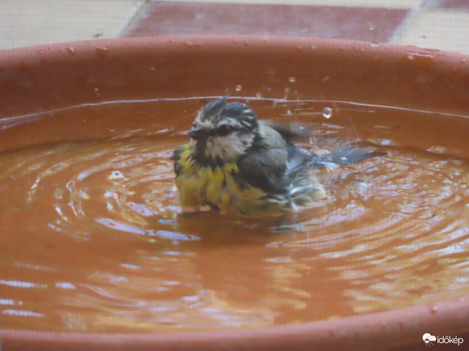 Fürdőző Kékcinke