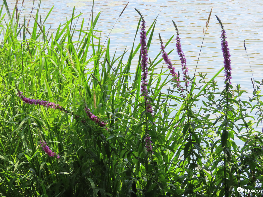 Vadvirágok a tóparton 1.