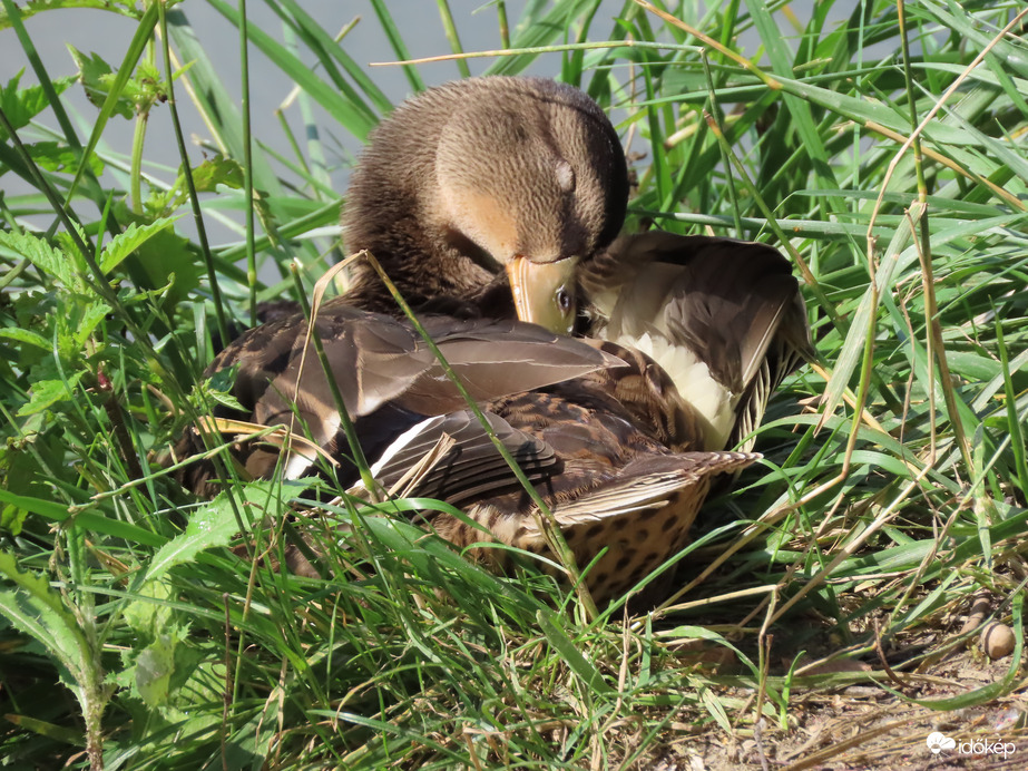 Gondtalan tollászkodás