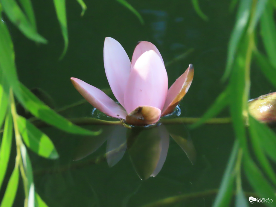 Tündérrózsa keretben