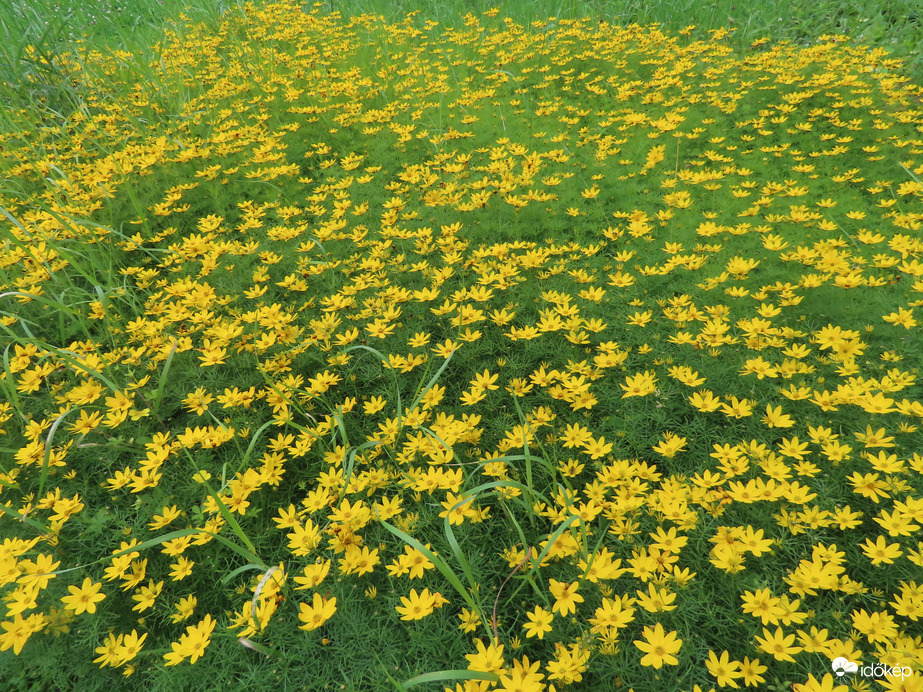 Virágszőnyeg a tó szigetén