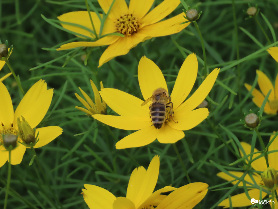 Szorgoskodó méhecske