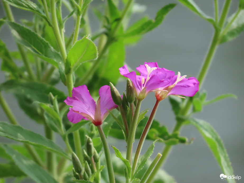 Vadvirágok a tóparton 2.