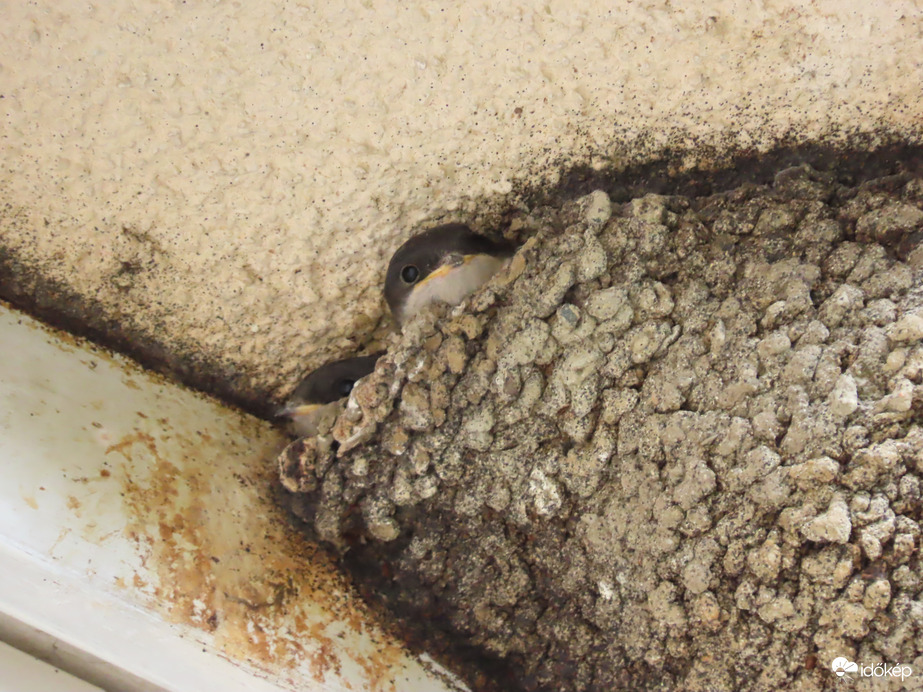 Várjuk az uzsonnát!