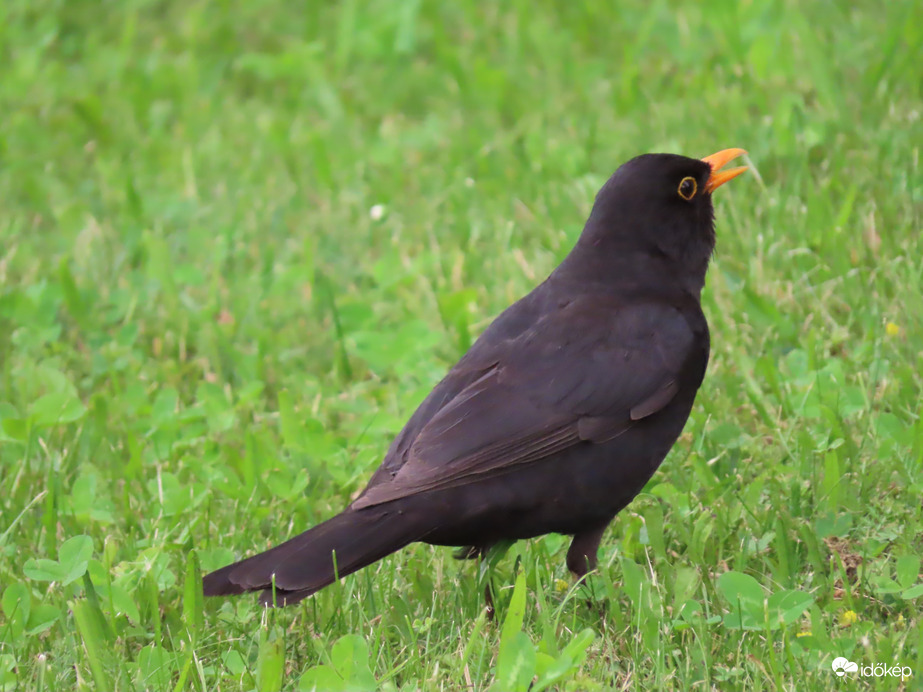 Keresgélés közben is énekelek