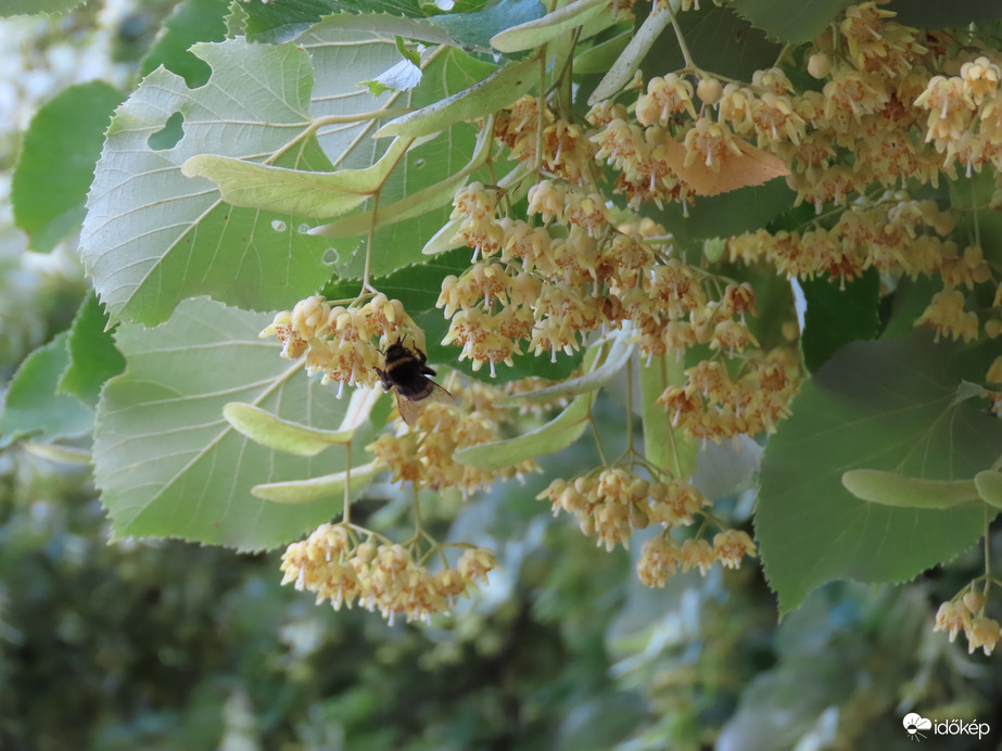 Nyílik az Ezüsthárs