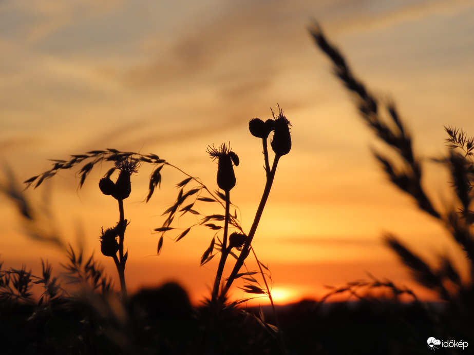 Útmenti fűszálak a napnyugta fényében